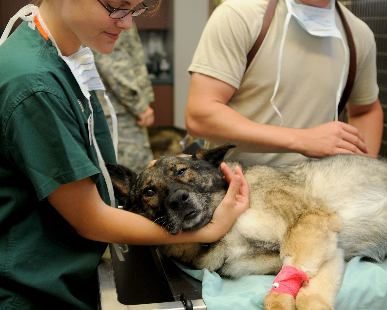 veterinary, clinic, nature-85925.jpg